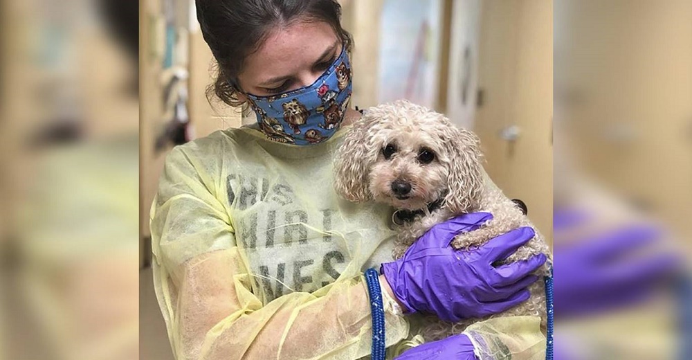 Perrita que perdió a sus dueños por el Covid-19 encuentra el hogar amoroso que tanto suplicó