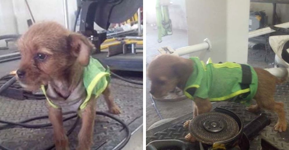 Rescatan a un pobre cachorrito que arrojaron por la ventana desde un auto en movimiento