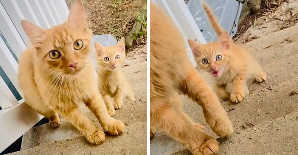 Madre gata lleva a su cría a la familia en la que confía y al día siguiente regresa con otro