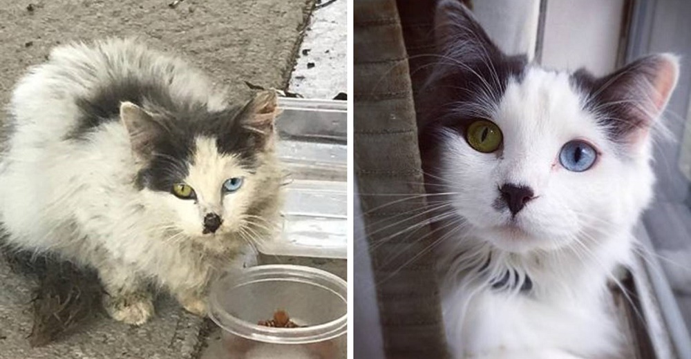 Pareja rescata una gatita callejera con los ojos más hermosos y le da un giro a su vida