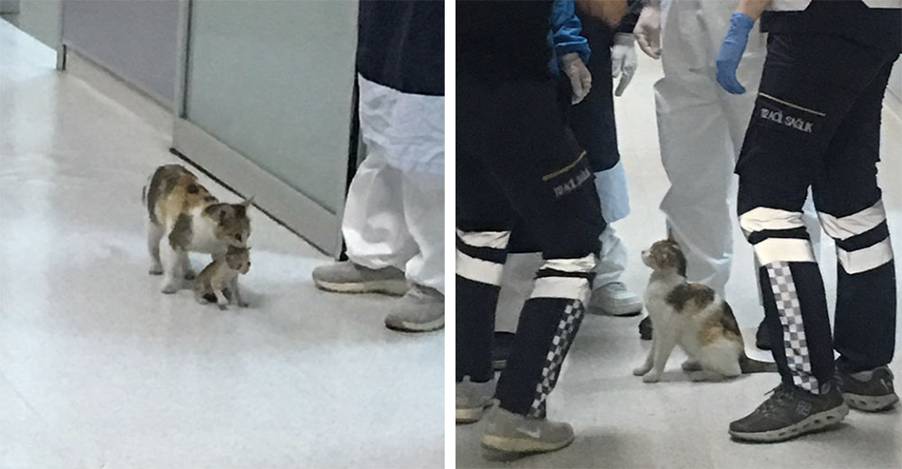 Mamá gata lleva a su pequeño gatito enfermo al hospital confiando en que los médicos lo atiendan