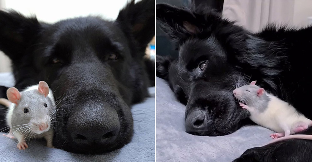 Pequeña rata adoptada siempre corre hacia su enorme hermano perro para tomar la siesta