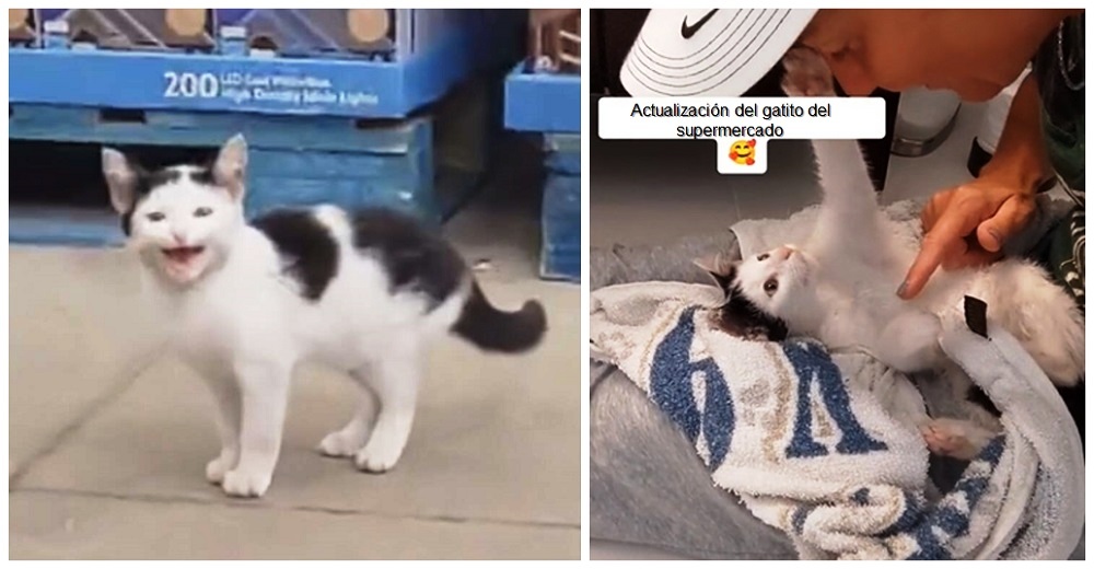 Una mujer encuentra un gatito abandonado en medio supermercado y decide darle la mejor vida