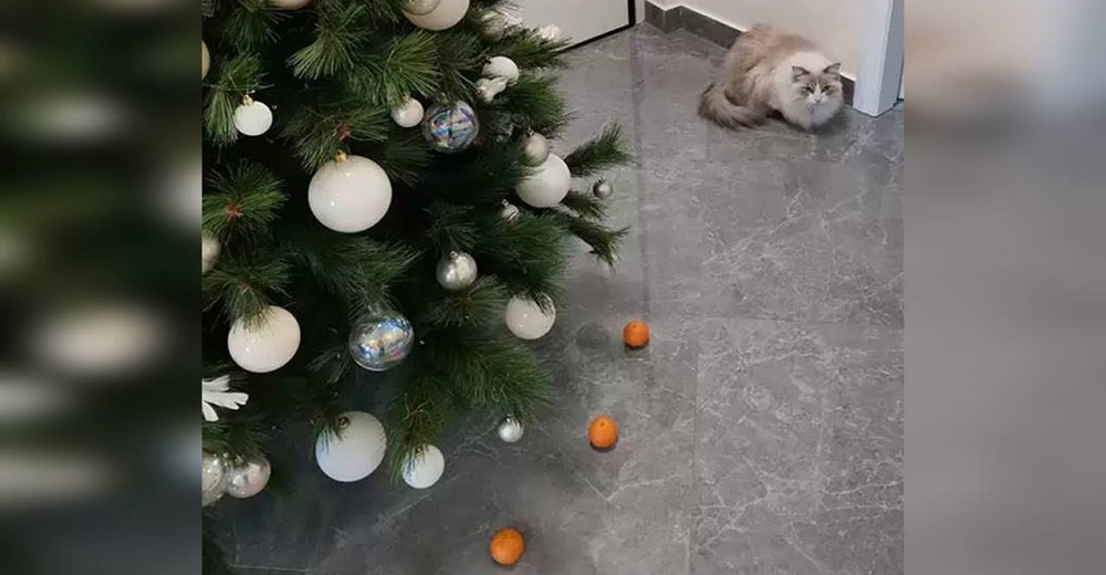 Gato no podrá destruir el árbol de Navidad gracias al «poder de las mandarinas»