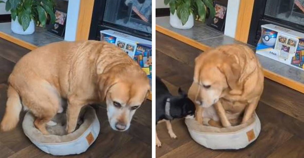 Perrito decide que el mejor lugar para descansar es la cama de su hermanito