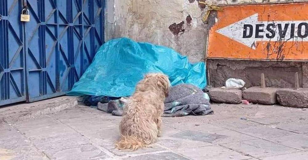 Perrito se niega a separarse del ser que más ama con la esperanza de que reviva