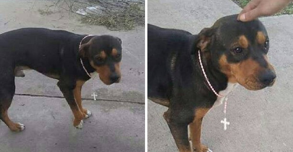 Le dan un rosario a un perrito de la calle para que le concedan el milagro de tener un hogar