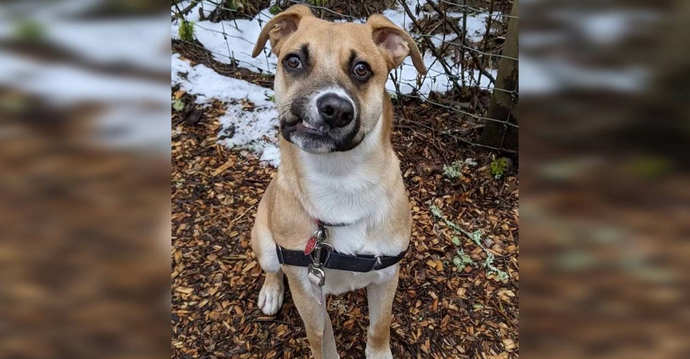 Perrito con la sonrisa torcida busca alguien que sí lo ame incondicionalmente