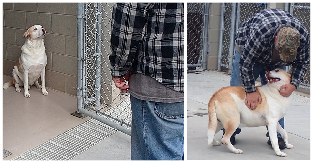 El perro del refugio «sin emociones» sonríe al fin cuando su dueño lo encuentra