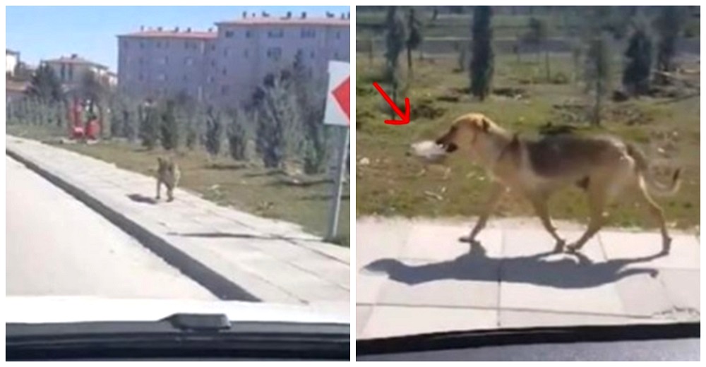 Ve a una perrita callejera corriendo con un plato de comida en el hocico y decide seguirla