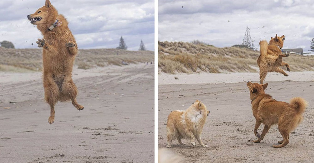 Perrita salta sin parar cuando puso sus patas sobre la arena de la playa