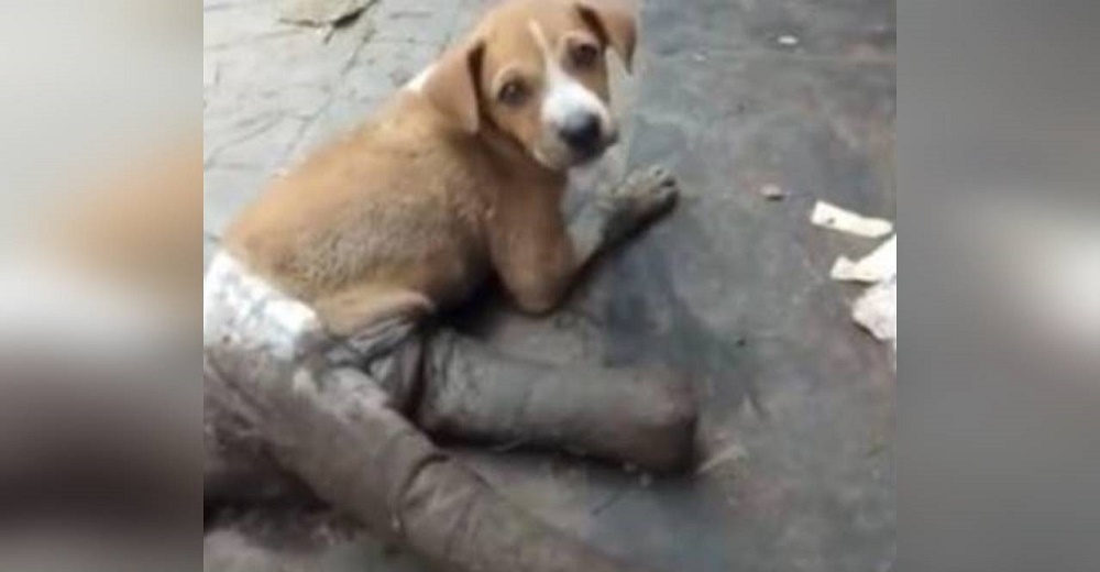 Perrita con las patas traseras vendadas intentaba sobrevivir en la calle