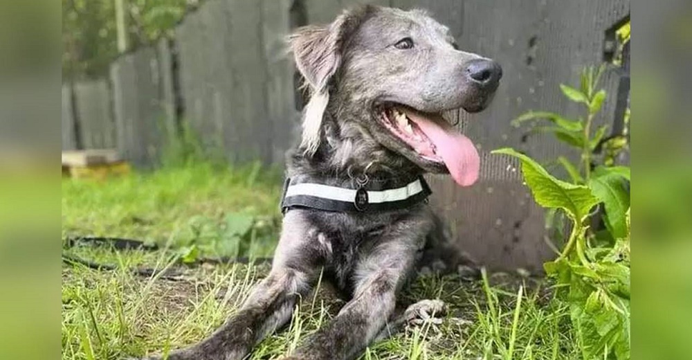 Es el perrito más duce del refugio, pero lleva meses rogando que alguien lo quiera en su hogar