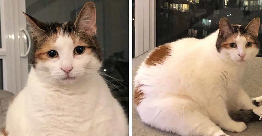 Gata que ha estado entrando y saliendo del refugio espera una familia que sí la comprenda