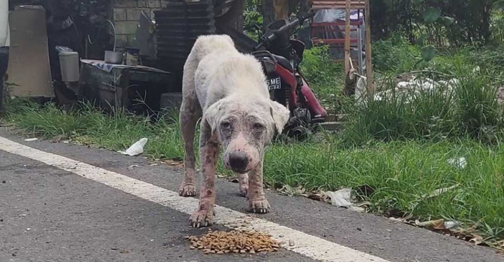 Perrito sin pelaje y con cáncer rescatado en gasolinera ahora está sano y esponjoso