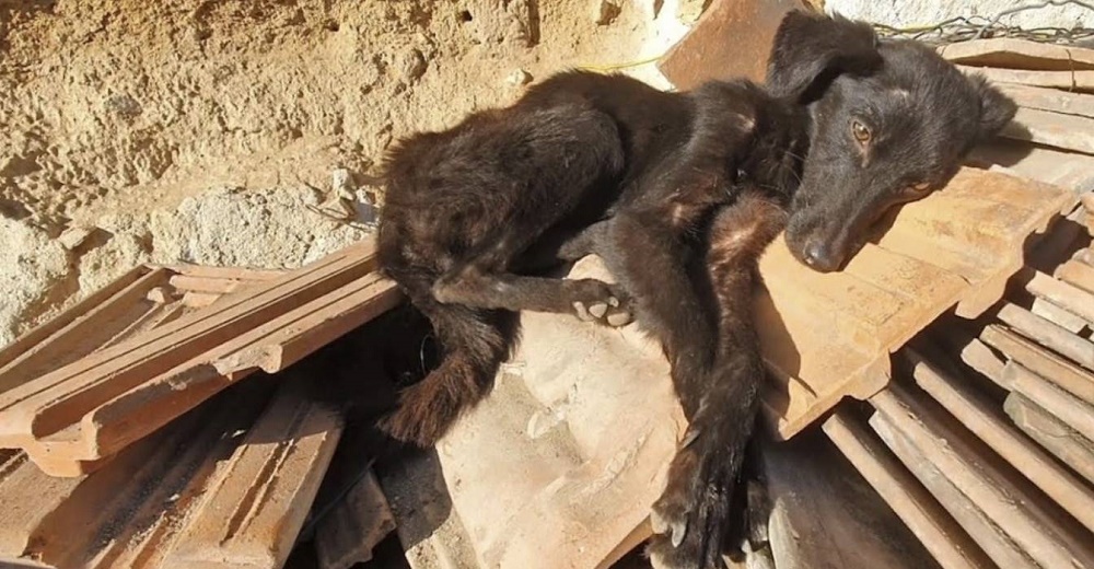 Perrita rescatada entre las ruinas mueve su colita de felicidad al recibir ayuda