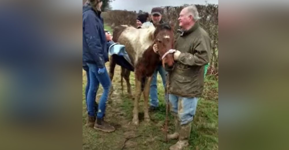 9 personas intentan rescatar a un afligido caballo que yacía abandonado en el campo