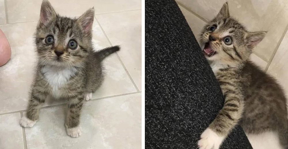 Gatita que suplicaba ayuda encuentra un nuevo amigo con quien pasar el resto de su vida