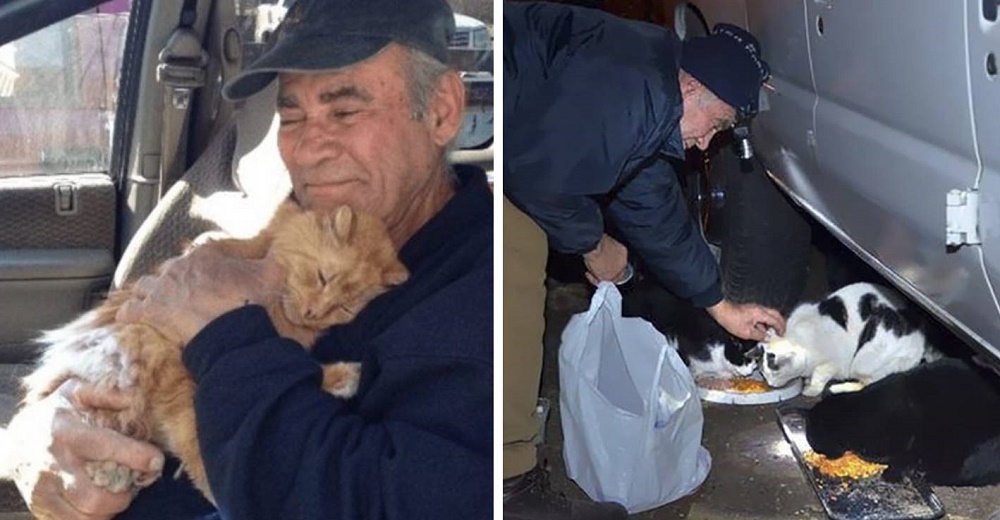 Hombre recolecta chatarra durante los últimos 27 años para alimentar a los gatitos callejeros