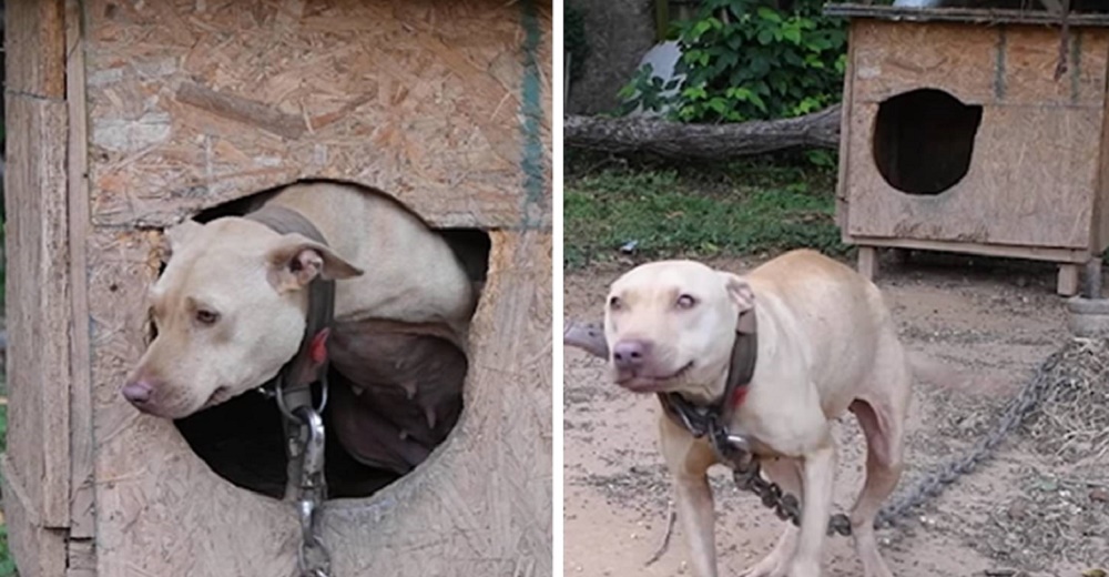 Liberan a una perrita de una pesada cadena que durante años le quitó la esperanza