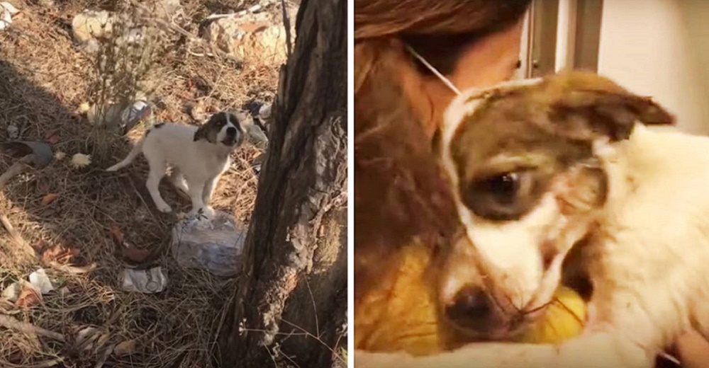 Perrita llora buscando consuelo al ser abandonada por su dueño en el bosque