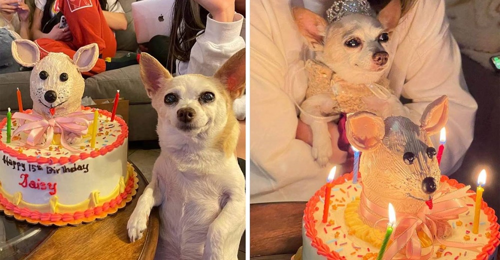 Perrita llora al ver la fiesta quinceañera que le organizó su familia para mostrarle su amor