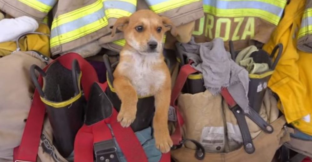 Bomberos rescatan a una perrita de un accidente y la adoptan al quedar rendidos con su ternura