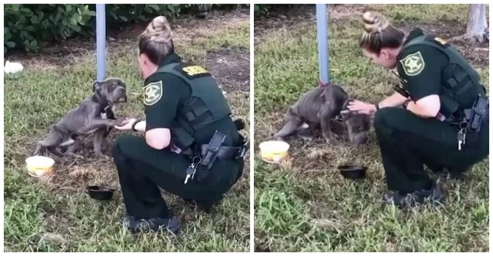 Perrito al que abandonaron atándolo a un poste, le da la patita a su ángel pidiéndole ayuda