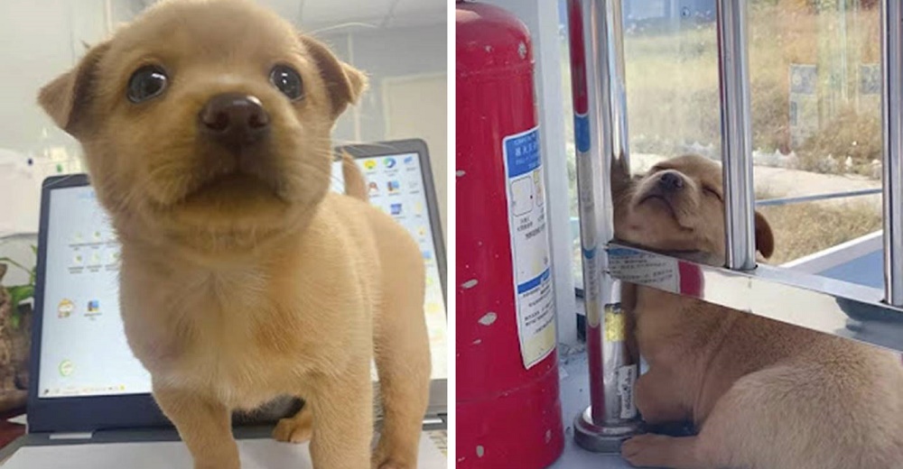 Perrita contratada por una empresa se encarga de repartir besos y dormir todo el día